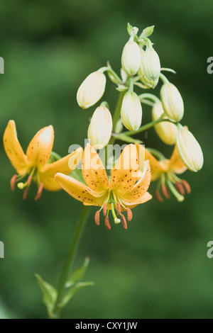 Martagon Lilium hansonii (verticillées), Haren, de l'Ems, Basse-Saxe Banque D'Images