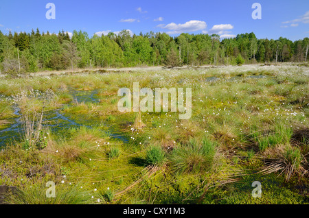 Tourbière envasés étang avec la floraison du lièvre-queue de linaigrettes linaigrettes de buttes ou gainés Cottonsedge (Eriophorum vaginatum) Banque D'Images