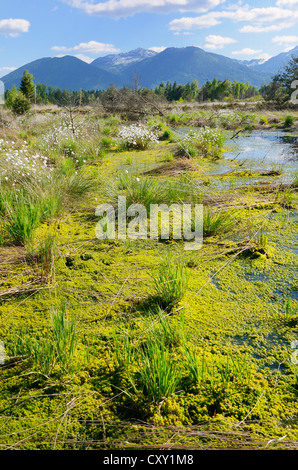 Tourbière envasés étang avec la floraison du lièvre-queue de linaigrettes linaigrettes de buttes ou gainés Cottonsedge (Eriophorum vaginatum) et Banque D'Images