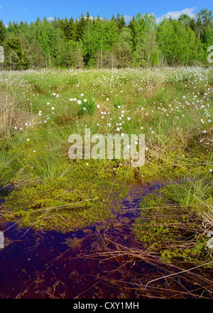 Tourbière envasés étang avec la floraison du lièvre-queue de linaigrettes linaigrettes de buttes ou gainés Cottonsedge (Eriophorum vaginatum) et Banque D'Images