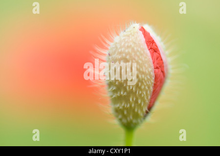 Le pavot (Papaver rhoeas), avec les fleurs, Haren, région de l'Emsland, Basse-Saxe Banque D'Images