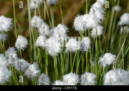 Hare's tail-Linaigrettes Linaigrettes de buttes ou gainés Cottonsedge (Eriophorum vaginatum L.) en fleur après la pluie Banque D'Images