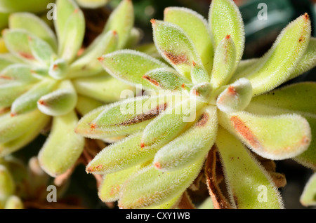 Usine de pétards (Echeveria setosa), plante succulente aux feuilles velues Banque D'Images