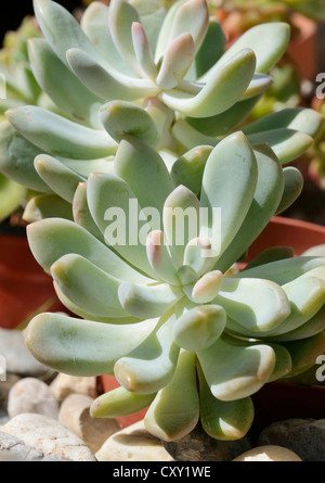 L'usine d'amande ou de sucre Moonstones (Pachyphytum oviferum), succulentes Banque D'Images