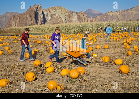 Une famille recueille des citrouilles pour l'Halloween à partir d'une citrouille dans le centre de l'oregon. Banque D'Images