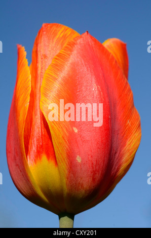 Double couleur des fleurs en forme de cloche, Tulip (Tulipa hybride, hybride) Banque D'Images