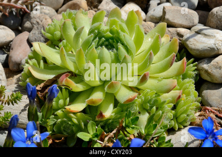 Echeveria Echeveria (minima), plante succulente aux feuilles velues, dans un jardin de roche Banque D'Images