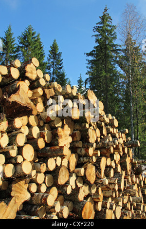 Pile de bois de sciage de bouleau et de grands arbres contre le ciel bleu. Banque D'Images