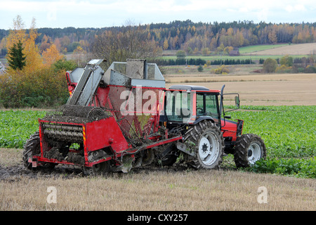 Arracheuse à betteraves et tracteur rouge par domaine de la betterave à sucre de l'automne. Banque D'Images