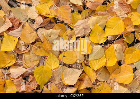 Le tremble (Populus tremula), l'automne feuilles colorées sur le sol, Warm Springs Road, Ketchum, Idaho, États-Unis Banque D'Images