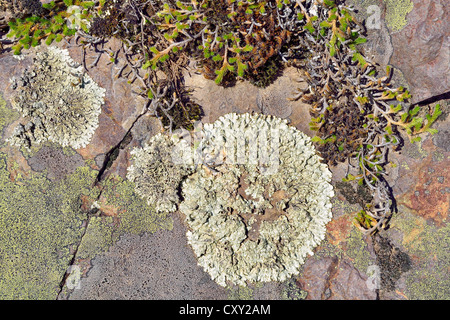 Mousse, lichen Rhizocarpon geographicum (carte) et d'autres lichens, Hells Canyon, Oxbow, Oregon, USA Banque D'Images