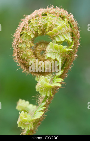 Tirer, scaly Fougère mâle (Dryopteris affinis), Haren, de l'Ems, Basse-Saxe Banque D'Images