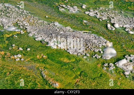 Effluents de la tarière lavabo en porcelaine, geyser, Norris Geyser Basin, Parc National de Yellowstone, Wyoming, USA Banque D'Images