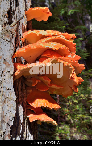 Polypore soufre Soufre, étagère ou champignons poulet (sulphureus :), Coeur d'Alene National Forest, North Carolina, USA Banque D'Images