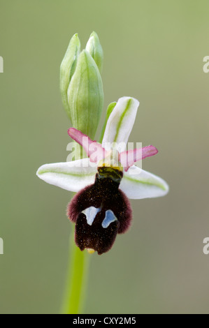 Bertoloni est l'orchidée abeille (Ophrys bertolonii), Port d'Andratx, Majorque, Espagne, Europe Banque D'Images