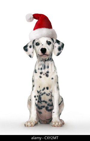 Chien dalmatien, minet, wearing a Santa hat, assis Banque D'Images