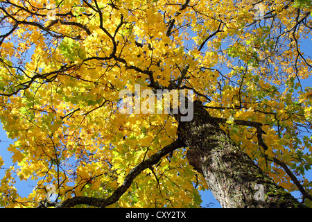 Érable à feuilles d'automne jaune contre ciel bleu. Banque D'Images