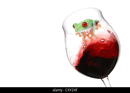 La Rainette aux yeux rouges (agalychnis callidryas) assis sur un verre à vin avec du vin rouge Banque D'Images