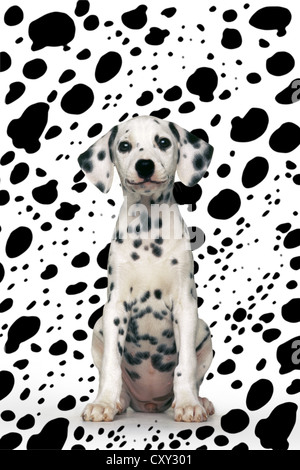 Chiot dalmatien dalmatien assis en face de pattern Banque D'Images