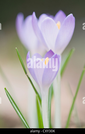 Elfes crocus (Crocus tommasinianus), Haren, de l'Ems, Basse-Saxe Banque D'Images