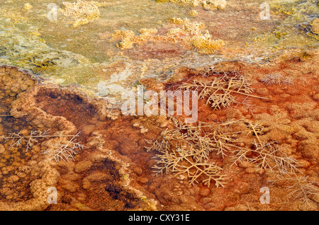 Les dépôts d'agglomérés contenant du fer et du soufre, colorés par des bactéries thermophiles, vestiges de plantes dans un printemps chaud Banque D'Images