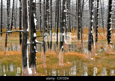 Arbres brûlés avec de la neige fraîche, Midway Geyser Basin, Parc National de Yellowstone, Wyoming, USA Banque D'Images