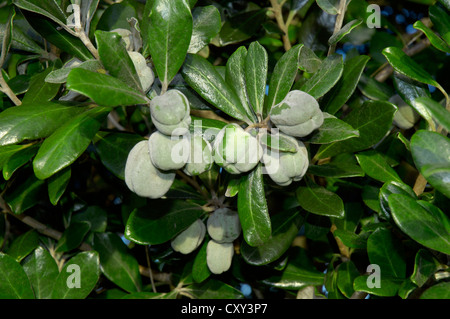 Karo Pittosporum crassifolium (PITTOSPORACEAE) Banque D'Images