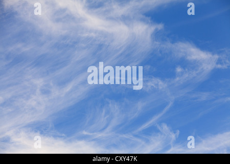 Une vue rapprochée de nuages cirrus délicats et sinueux dérivant à travers un ciel bleu intense et profond. Les nuages forment de fines stries plumeuses et des motifs doux et courbes, créant une texture dynamique et aérée. Le Banque D'Images