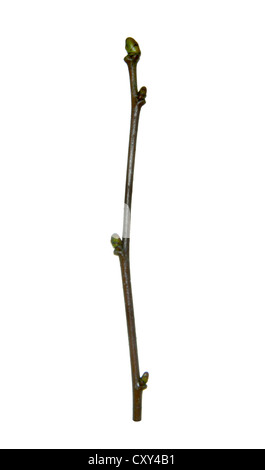 Service sauvages-arbre sorbus torminalis Rosaceae Banque D'Images