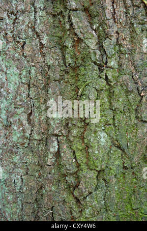 Ou pédonculé Quercus robur chêne anglais Fagaceae Banque D'Images