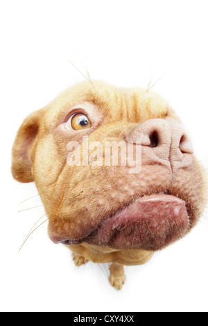 Dogue de Bordeaux, Bordeaux Mastiff Mastiff ou en français Banque D'Images