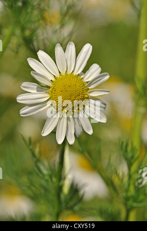 Camomille (Matricaria chamomilla) Banque D'Images