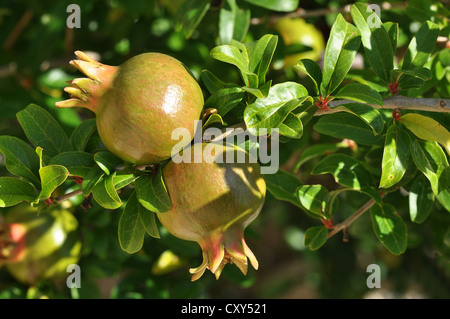 De plus en plus des grenades sur un arbre (Punica granatum), Crète, Grèce, Europe Banque D'Images