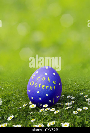 Oeufs de Pâques bleu avec 'Frohe Osten' souhaite, l'allemand pour 'Joyeuses Pâques' sur une prairie avec daisies Banque D'Images