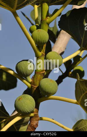 Figs croissant sur un figuier (Ficus carica), Crète, Grèce, Europe Banque D'Images