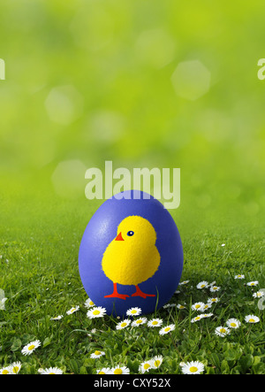 Oeufs de Pâques bleu sur une prairie avec marguerites peintes avec un poussin Banque D'Images