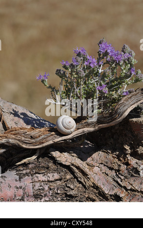 Le thym (Thymus vulgaris), la floraison, avec la coquille d'un escargot (Helicidae), Crète, Grèce, Europe Banque D'Images