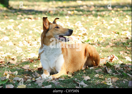 Smooth Collie dog en décor de l'automne Banque D'Images