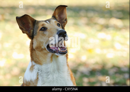 Smooth Collie dog en décor de l'automne Banque D'Images