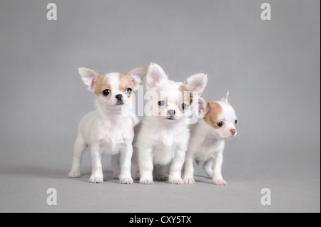 Chihuahua puppies portrait Banque D'Images