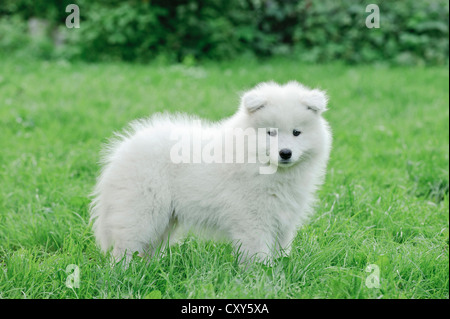 Chiot Samoyède Llittle portrait dans le jardin Banque D'Images