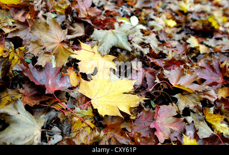 Feuille d'érable de Norvège érable sycomore ou couché avec d'autres feuilles de l'automne. Banque D'Images