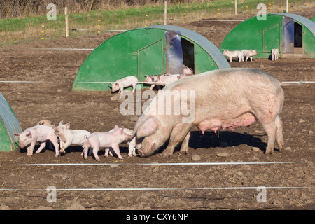 Free range les porcs et porcelets avec abris métal vert en soleil Banque D'Images