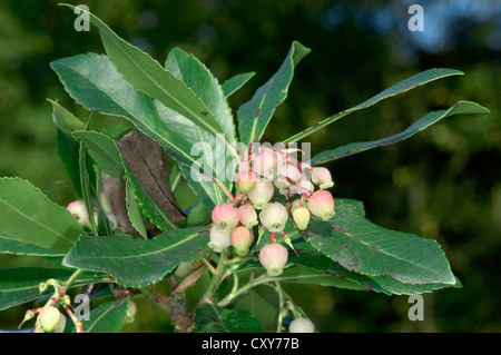 Arbre aux fraises Arbutus unedo (Ericaceae) Banque D'Images