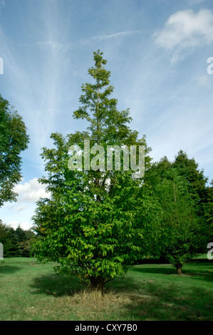 Dawn Redwood Metasequoia glyptostroboides (Taxodiaceae) Banque D'Images