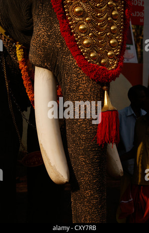 Défenses d'éléphant vue rapprochée d'un temple de l'éléphant festival au Kerala en Inde Banque D'Images