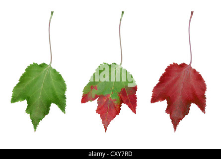 Feuille d'Acer en automne, montrant l'élimination progressive de la chlorophylle verte de la feuille, ce qui permet les autres pigments rouges à p Banque D'Images