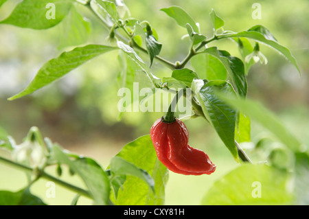 Un Naga Dorset Chilly Pepper (parmi les plus chaudes chilly variétés connu) croissant sur l'usine, red hot, mûrs et prêts pour la cueillette. Banque D'Images