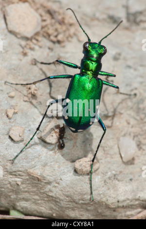 Six points Tiger Beetle (Cicindelini sexguttata) Banque D'Images