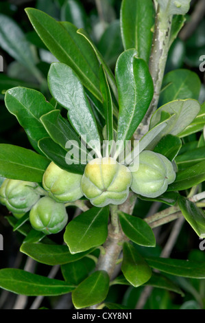 Karo Pittosporum crassifolium (PITTOSPORACEAE) Banque D'Images